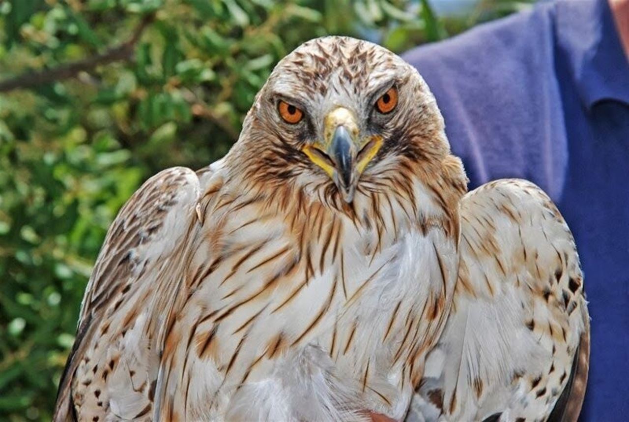 El águila calzada Maruján ‘liberada’ tras su recuperación