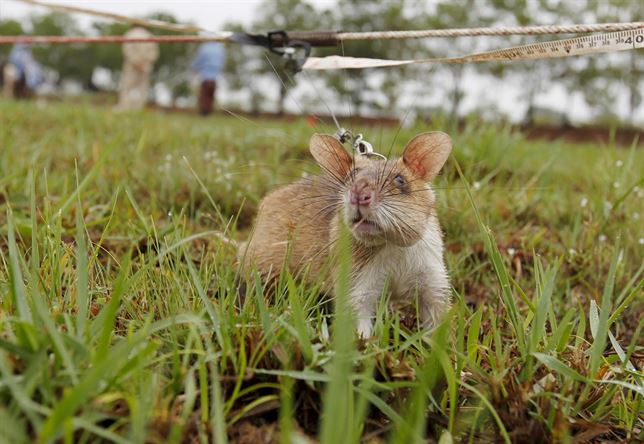 Las ratas ayudan a localizar minas antipersona en Camboya