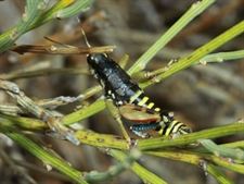Localizan una especie de saltamontes en peligro de extinción en la Sierra de Guadarrama