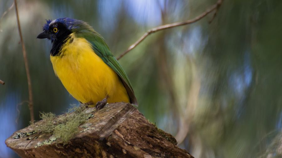 El ave que se adaptó al cambio climático