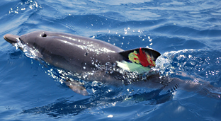 294 varamientos de cetáceos y tortugas marinas en las costas andaluzas durante 2013