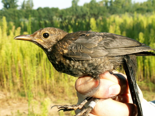 Jornada de anillamiento científico de aves en El Sabinar