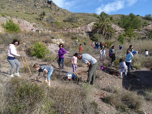 Recuperan los bosques de sabina mora en el antiguo trazado de una carretera del Parque Regional de Calblanque