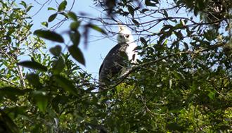 Aves amenazadas por la deforestación y el cambio climático