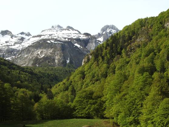 MAGRAMA anuncia una política forestal ‘como no ha habido nunca’