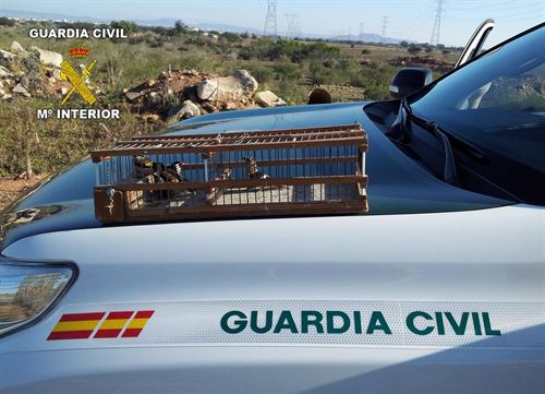 Detenidos varios furtivos en Murcia por captura ilegal de aves fringílidas