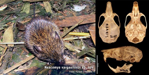 Nueva especie de mamífero
