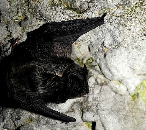 Los murciélagos barbastella susurran para cazar polillas