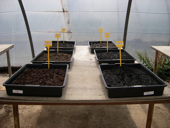 Substratos con lodos de depuradora