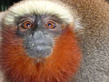 Mono tocón subsiste en pequeño paraíso privado