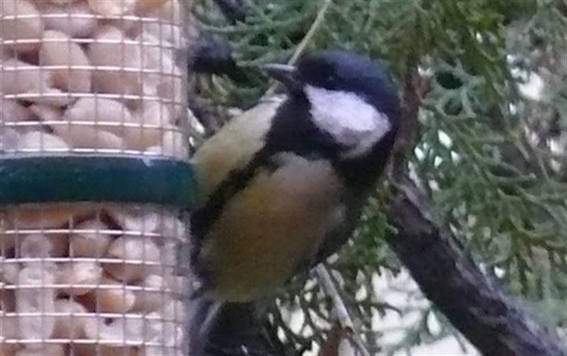 La tolerancia al riesgo de las aves puede compensar el efecto del cambio climático