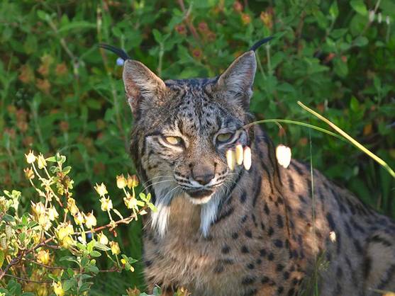 Objetivo: garantizar el futuro del lince iberico