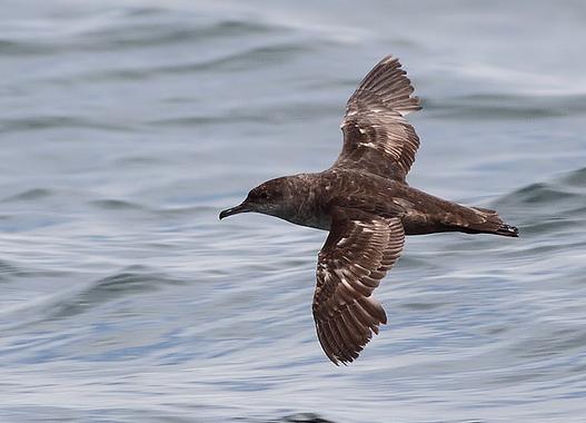 Un grupo de investigadores identifica la procedencia de las pardelas