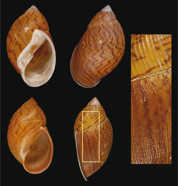 Detectan una nueva especie de molusco recolectada en el siglo XIX