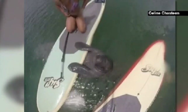 Un manatí haciendo paddleboard (Ver VIDEO)