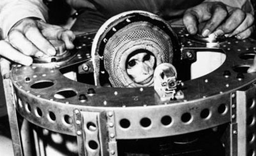 Irán lanzará un mono al espacio en febrero