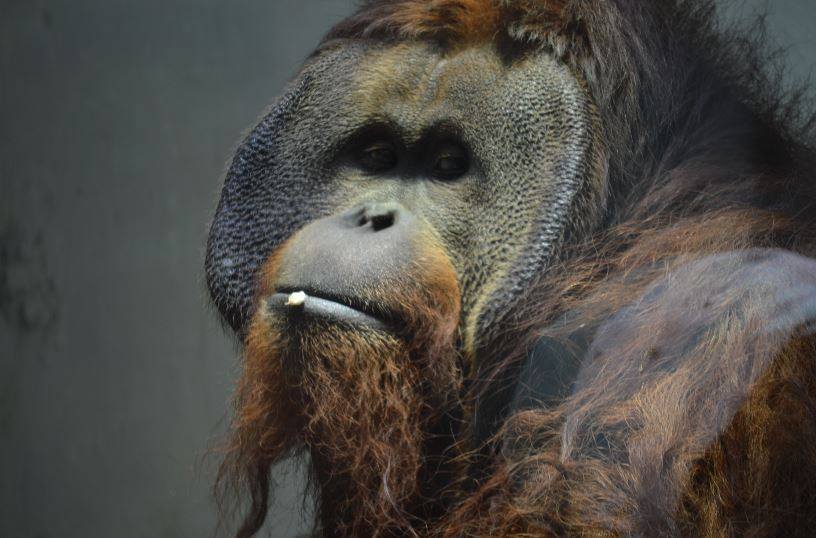 Proyecto Gran Simio (gap/pgs-españa) solicita a las autoridades competentes en México