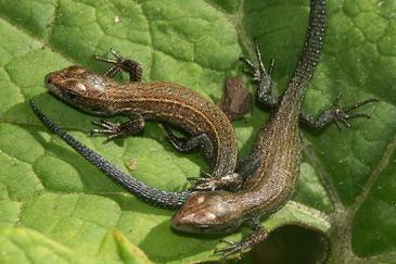 La primera comida de la lagartija cambia su vida