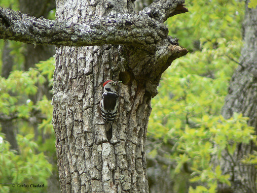 Los animales no territoriales
