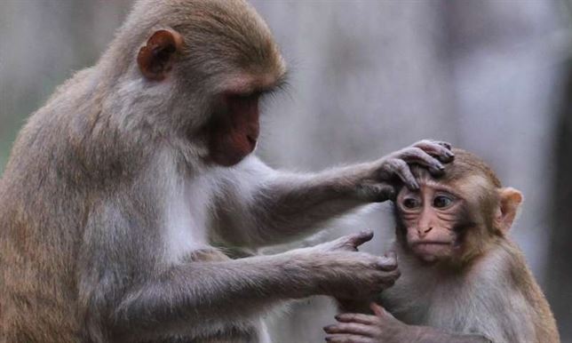 El cerebro de los primates