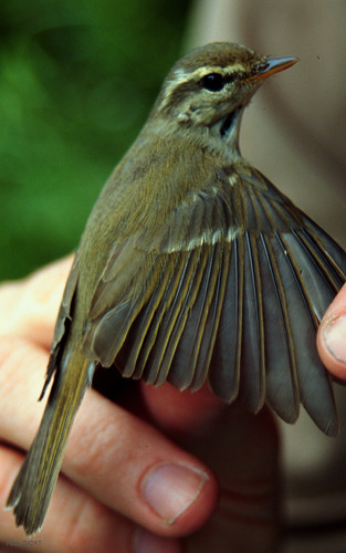 Estudio en profundidad de la compleja evolución del ave mosquitera
