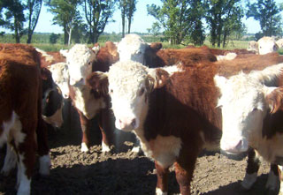 Estudio mayor sobre la contaminación climática de los bovinos