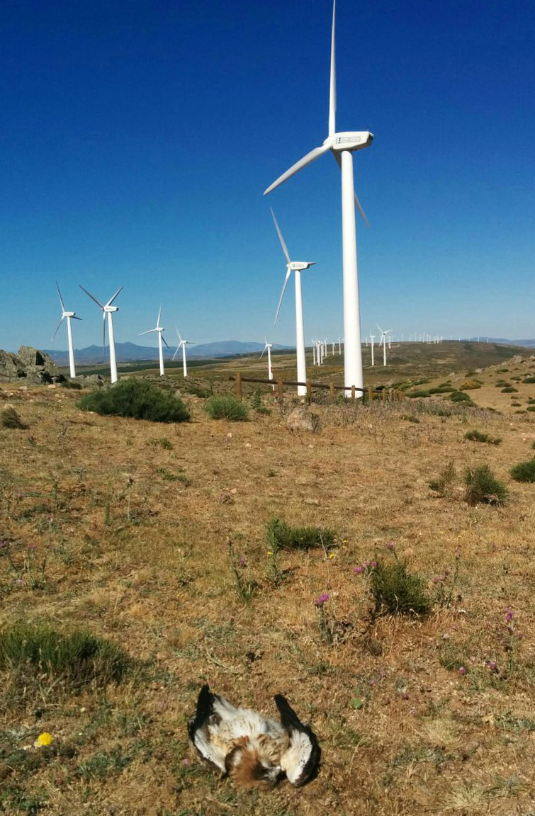 Otra muerte de una rapaz protegida por colisión en el parque eólico Navazuelo (Vea VIDEO)