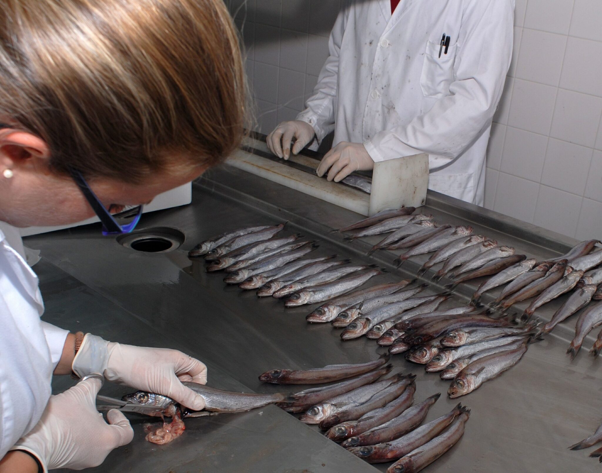 Luz y avances sobre el conocimiento y los métodos de control de los parásitos de origen marino
