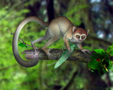 El esqueleto de primate más antiguo conocido es del tamaño de un pulgar