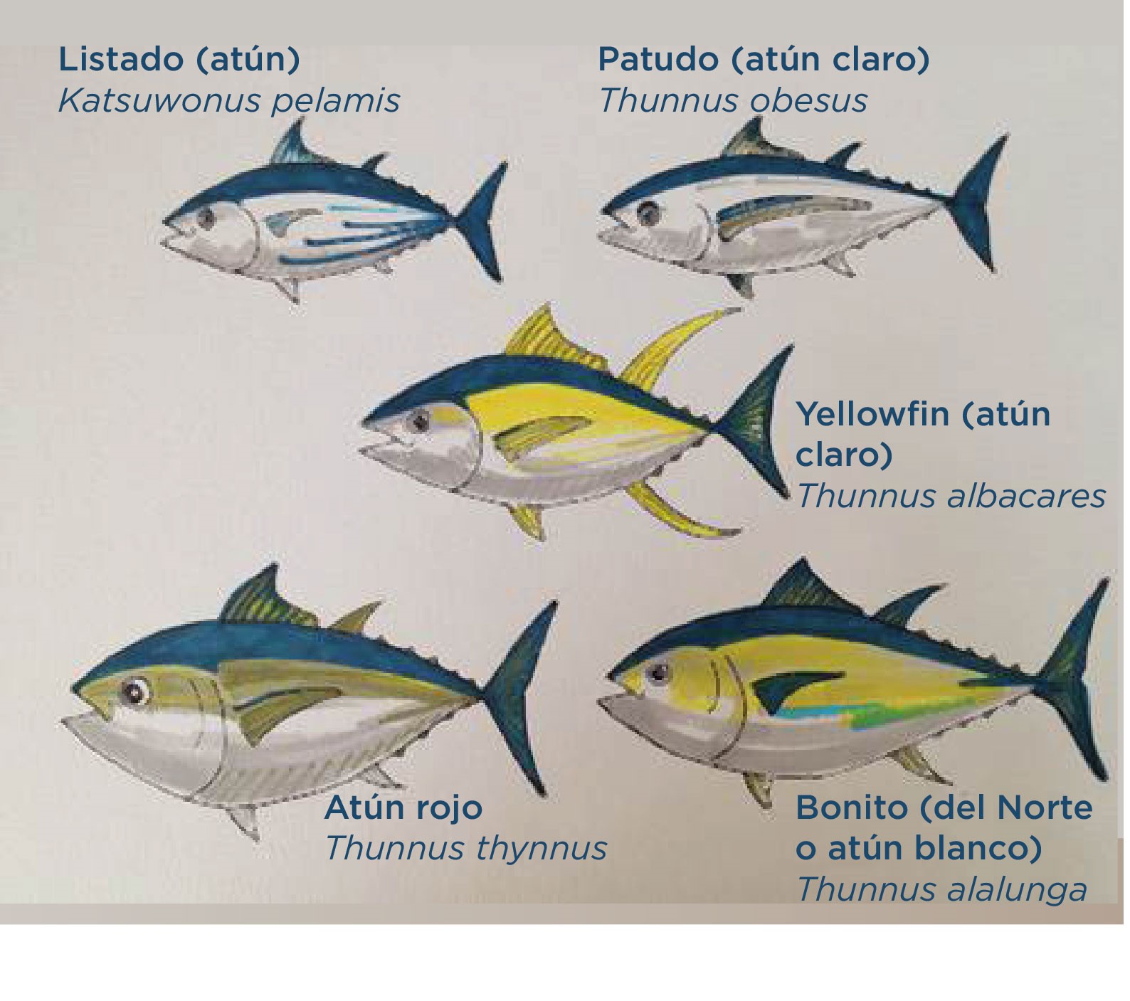 Sabes qué atún hay en tu lata