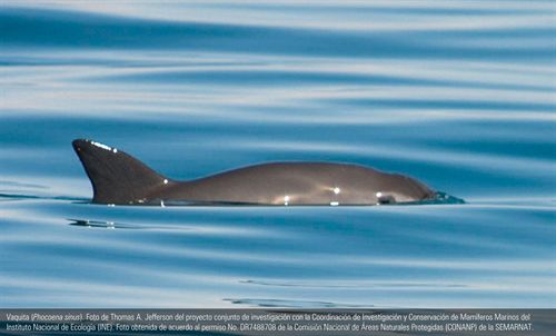 México debe tomar medidas para salvar a la vaquita