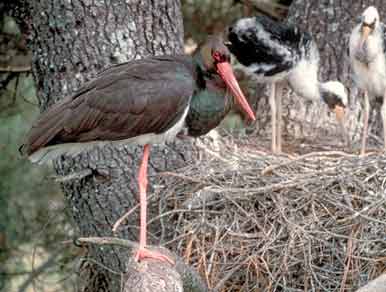 El incendio de Madrid pueda afectar al hábitat de tres especies protegidas
