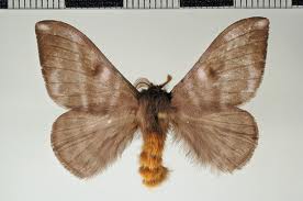 Cuidado con la palometa peluda