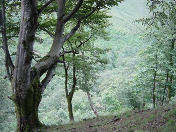 Bilbao reúne esta semana a los mayores expertos de Europa en el sector forestal