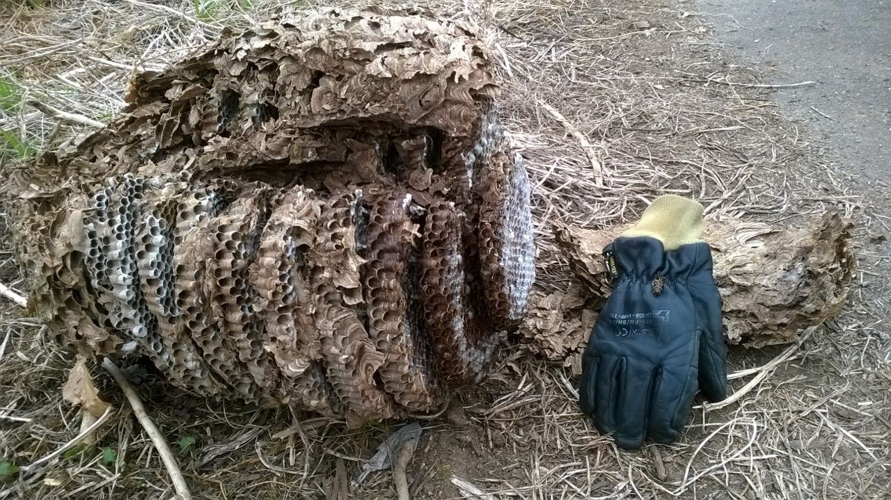 Álava se prepara para luchar contra la avispa asiática