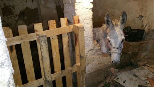 Rescatan en Burjassot a un burro herido en peligro de extinción de un bajo de 4 metros cuadrados