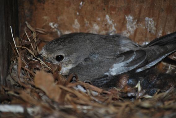 Los machos de papamoscas cerrojillo se adaptan a las necesidades de las hembras