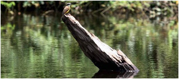 La paz en Colombia y su efecto medioambiental