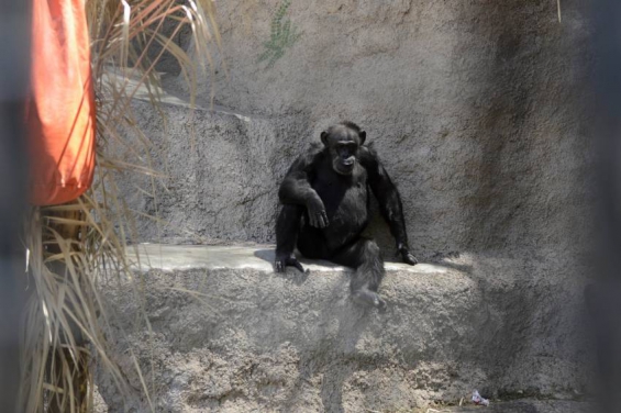 Argentina. La justicia rechazó el amparo y la chimpancé Cecilia irá al Santuario