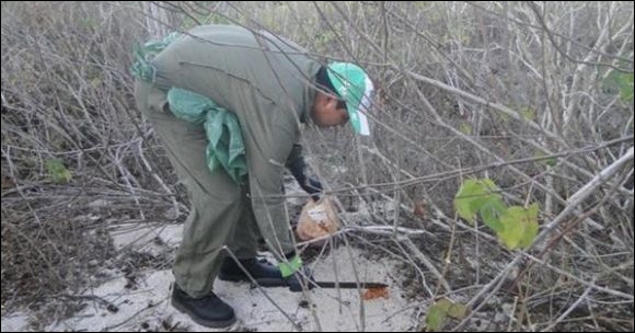 Controlan los animales introducidos en San Cristóbal para evitar el daño a la fauna de Galápagos
