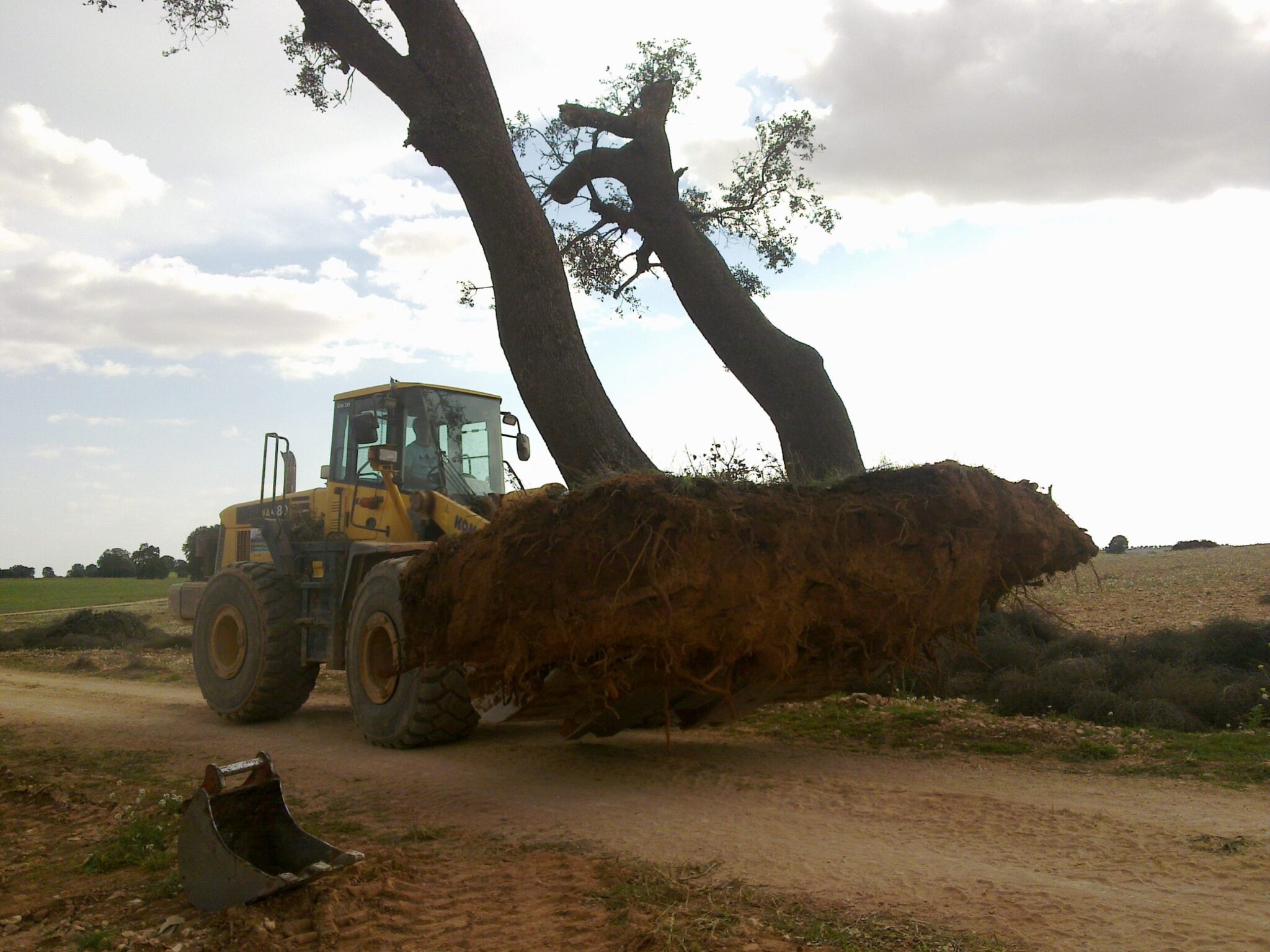 Salvar la Encina: Progreso sostenible
