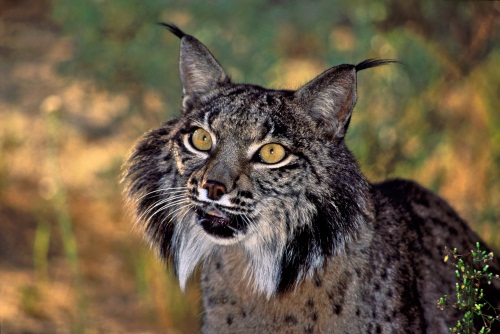 Miguel Ángel Simón reconocido por su trabajo de conservación del lince ibérico
