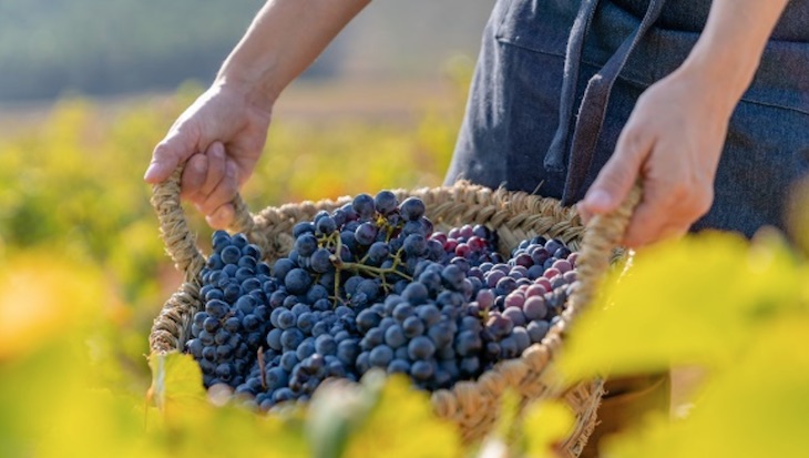 Viñas y cambio climático: una relación ‘complicada’