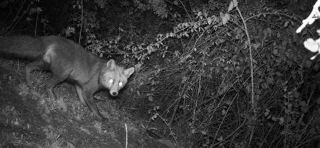 Conoce a los carnívoros de monte mediterráneo más numerosos
