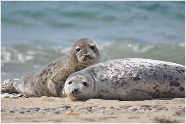 Focas y leones marinos pudieron propagar la tuberculosis a los humanos
