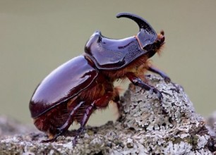 Las hembras de escarabajo se vuelven mas promiscuas debido a la endogamia