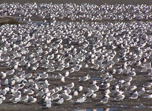 Andalucía contabilizó durante 2009 más de 560.000 aves migratorias a su paso por el Estrecho de Gibraltar