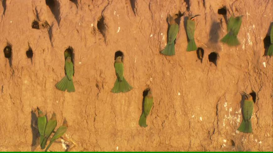 Se estima en 150 los nidos de abejaruco destruidos en Doñana tras el paso de hermandades