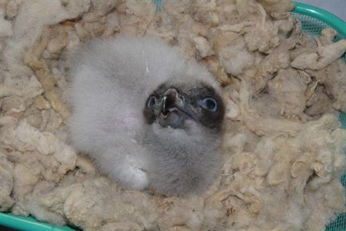 Programa de Reintroducción del Quebrantahuesos