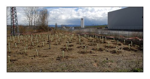 Reforestarán el cauce del Iturrizabaleta (Álava)